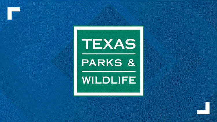 New World Screwworm detected on animal hide in Pecos County — NewsWest 9 (Permian Basin), Midland Community news
