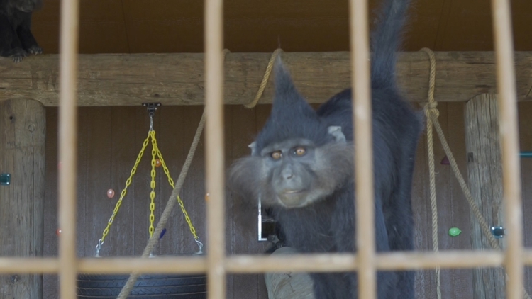Exclusive look at Big Spring's newest community zoo — NewsWest 9 (Permian Basin), Midland Community news