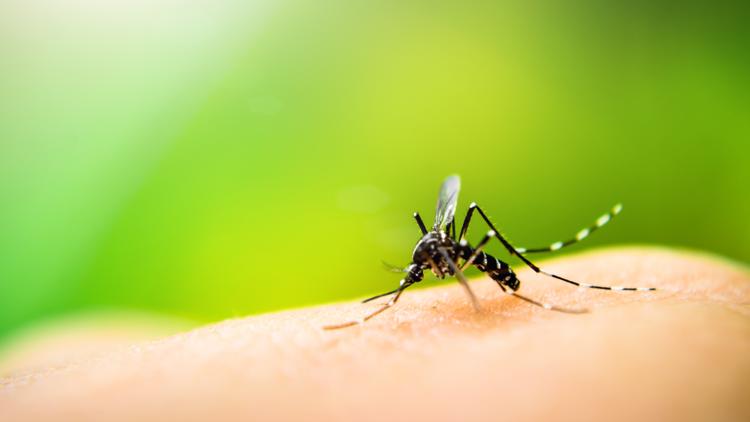 Hillsborough, Pinellas extend states of emergency due to rise in dengue cases — WTSP 10 Tampa Bay, Midland Community news